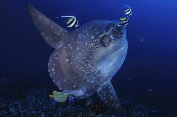Maailman harvinaisin kala - 2. Aurinkokala (Mola mola)