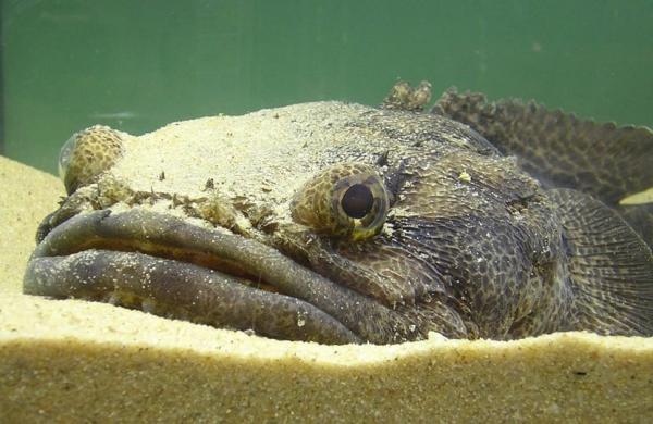 Maailman harvinaisin kala - 9. Rupikonna (Halobatrachus didactylus)