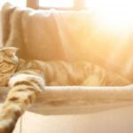 5 vinkkia kissojen suojaamiseksi kuumuudelta