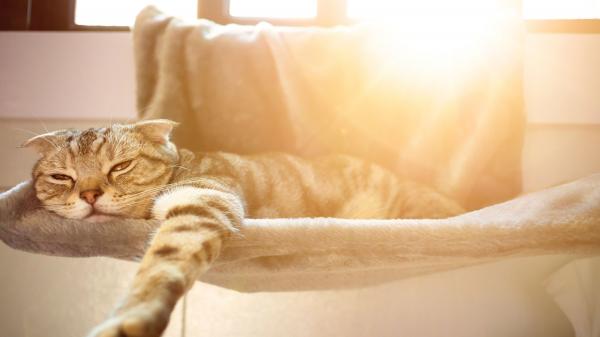 5 vinkkia kissojen suojaamiseksi kuumuudelta