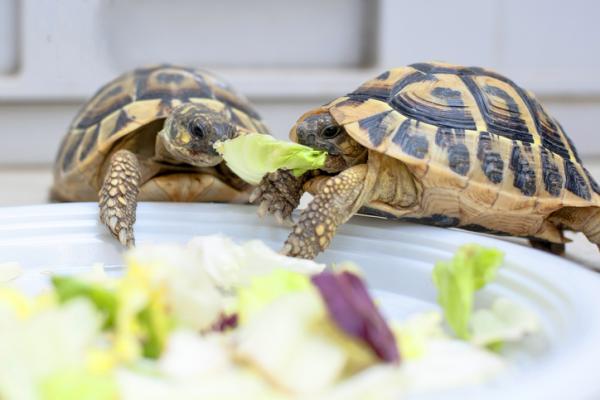 A vitamiini kilpikonnille Annostus ja merkitys