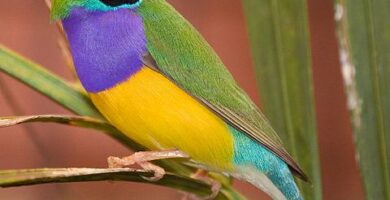 Gouldian peippojen hoito