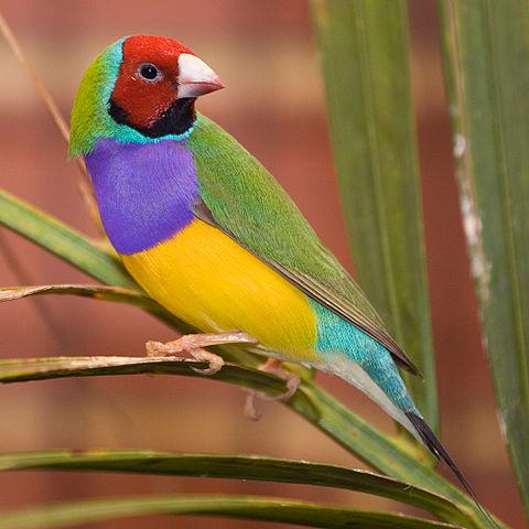 Gouldian peippojen hoito