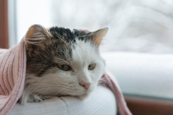 Kuinka kauan kissa elaa kissan leukemiassa