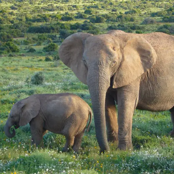 Kuinka kauan norsun raskaus kestaa