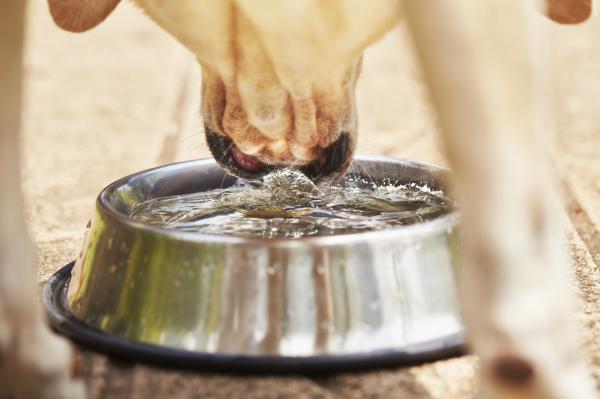 Kuinka paljon vetta koiran pitaisi juoda paivassa
