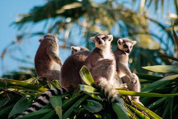 Madagaskarin elaimet