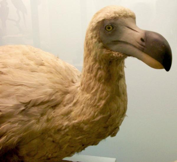 Miksi dodo kuoli sukupuuttoon