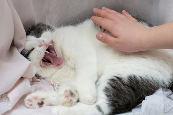 Miksi kissat eivat pida siita etta heidan vatsaansa kosketetaan