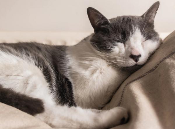 Miksi kissat nukkuvat niin paljon