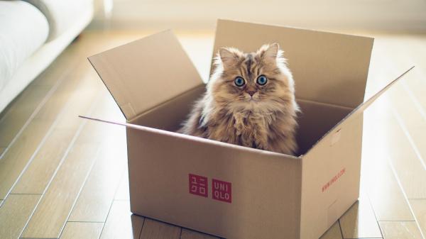 Miksi kissat pitavat laatikoista