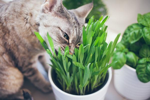 Miksi kissat syovat ruohoa