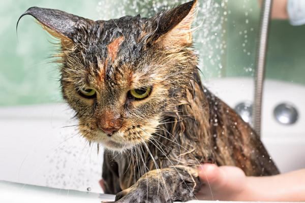 Miksi kissat vihaavat vetta