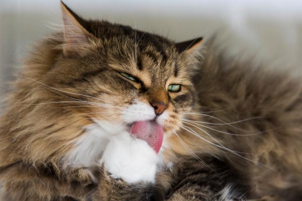 Miksi kissoilla on karkea kieli