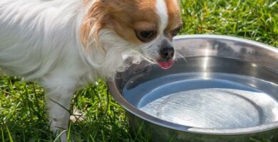 Miksi koira ei juo vetta