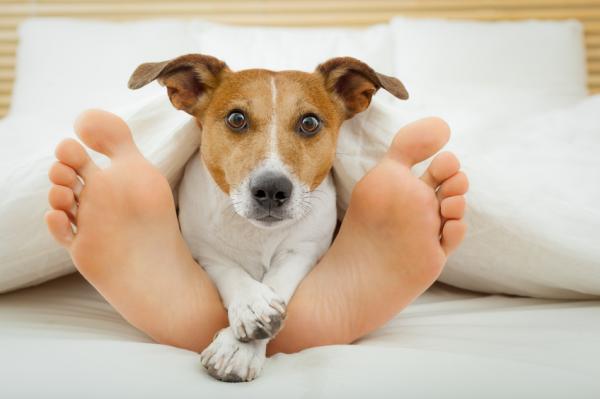 Miksi koirat nukkuvat mielellaan jaloillaan