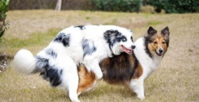 Transmissible Venereal Tumor in Dogs TVT oireet ja hoito