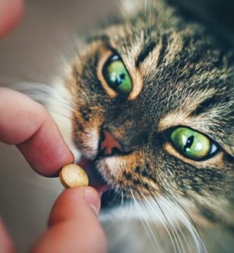 Voiko ibuprofeenia antaa kissalle