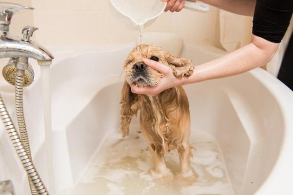 Voinko kylpea koirani miedolla saippualla