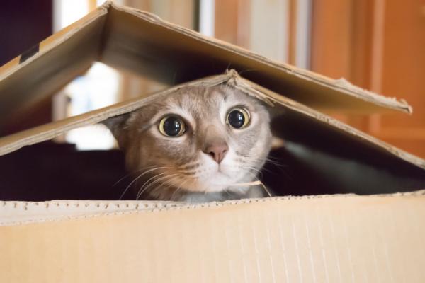 10 asiaa joita et tiennyt kissoista
