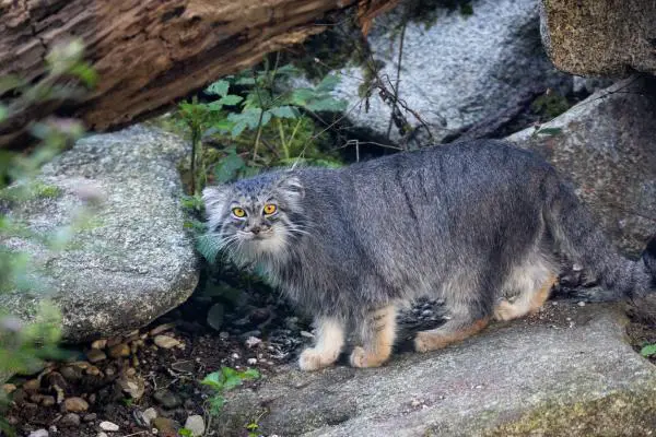 Manul-kissa tai pallalikissa - Ominaisuudet, tyypit ja elinympäristö - Manul-kissan tai pallalikissan ominaisuudet