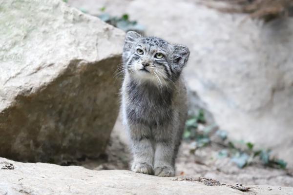 Manul-kissa tai pallalikissa - Ominaisuudet, tyypit ja elinympäristö - Manul-kissan lisääntyminen