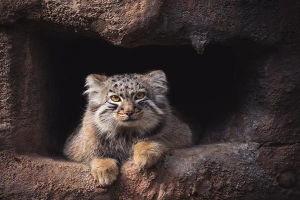 Manul-kissa tai pallalikissa - Ominaisuudet, tyypit ja elinympäristö - Missä manulkissa asuu?  - Elinympäristö
