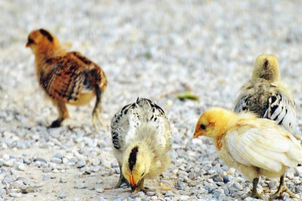 Mistä tietää onko poikanen uros vai naaras?  - Mistä tietää, onko kana kotona uros vai naaras