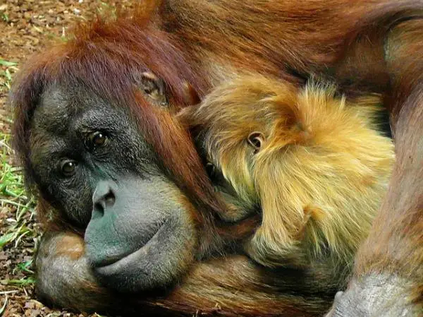 Eläinkunnan parhaat äidit - 4. Orangutan