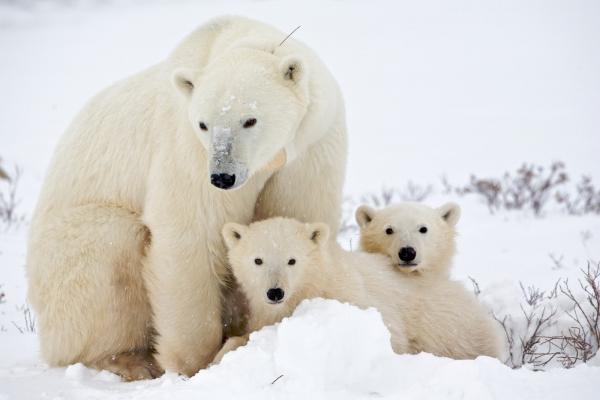 Eläinkunnan parhaat äidit - 3. Jääkarhu
