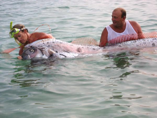 Maailman 5 suurinta merieläintä - jättimäinen airokala