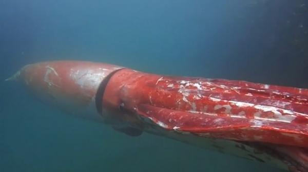 Maailman 5 suurinta merieläintä - jättiläinen kalmari