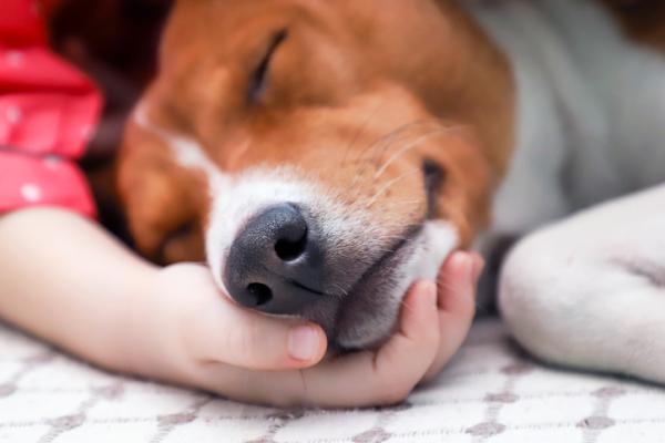6 syytä, miksi koirasi nukkuu kanssasi - 4. Etsii lämpöäsi