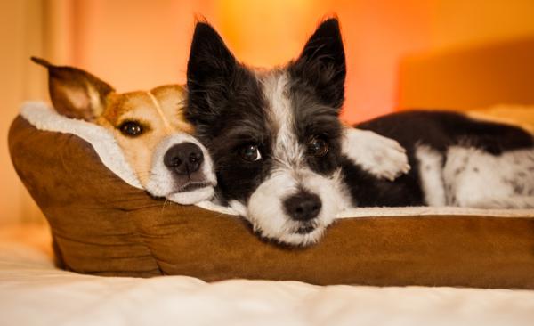 6 syytä, miksi koirasi nukkuu kanssasi - 1. Hän on sosiaalinen eläin
