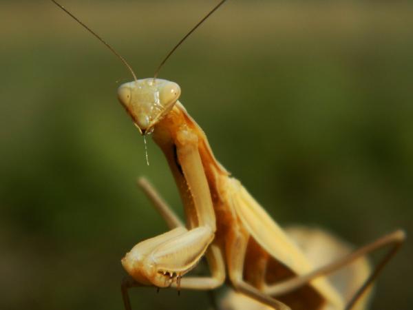 Eläimet, jotka syövät hyönteisiä - Esimerkkejä ja uteliaisuutta - 9. Mantis