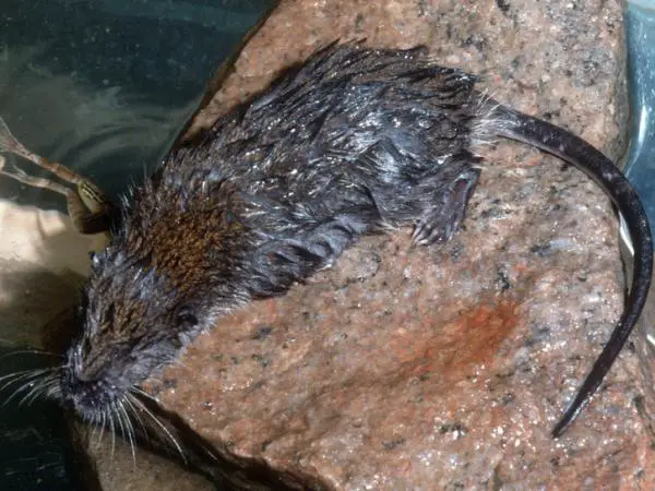 Hyönteisiä syövät eläimet - Esimerkkejä ja uteliaisuutta - 12. Verkkojalkainen Tenrec