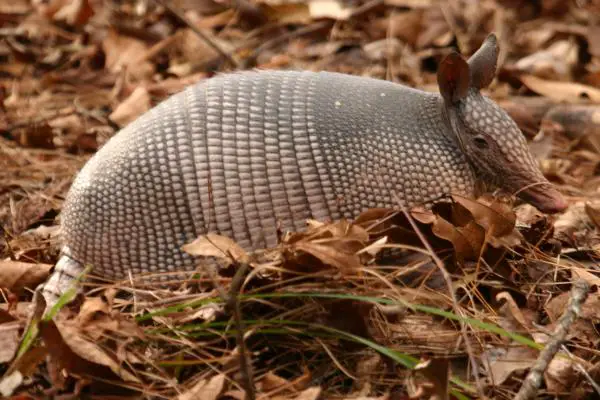 Hyönteisiä syövät eläimet - Esimerkkejä ja uteliaisuutta - 2. Armadillo