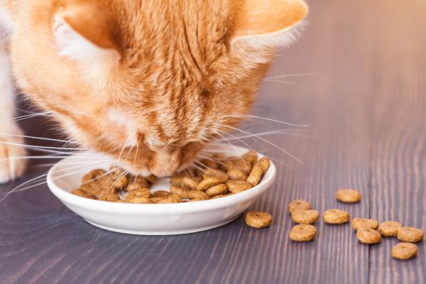 Miksi kissani haluaa minun syövän hänen kanssaan?  – Kissat ovat tottumuseläimiä 