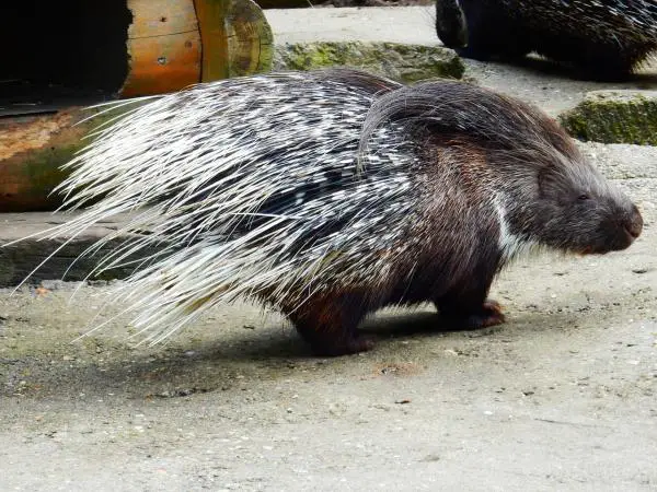 Kuinka porcupine hyökkää ja puolustaa - Miten piikki hyökkää?