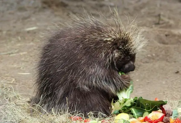 Kuinka porcupine hyökkää ja puolustaa - piikkikynän ominaisuudet