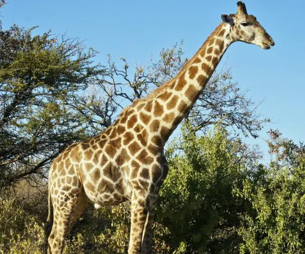 Tyypit kirahvit - Tyypit kirahvit camelopardalis