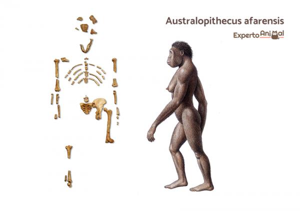 Kädellisten alkuperä ja evoluutio - Kädellisten evoluutio 