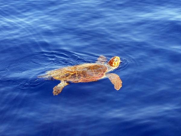 Karibianmeren eläimistö - 10. Loggerhead kilpikonna
