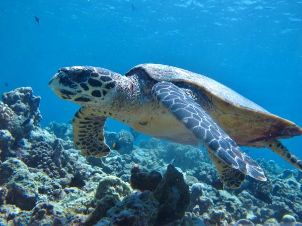 Karibianmeren eläimistö - 7. Hawksbill kilpikonna