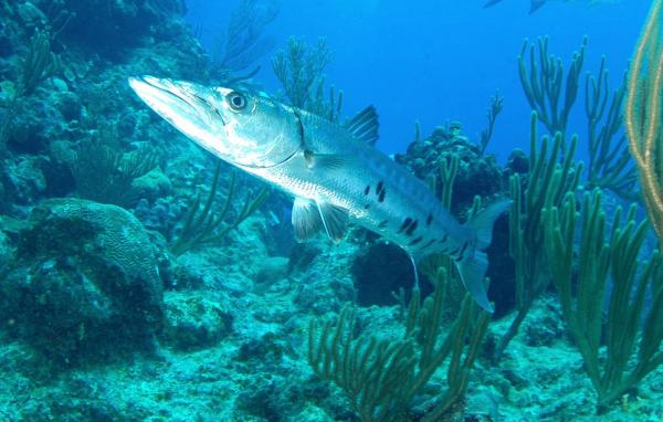 Karibianmeren eläimistö - 5. Barracuda