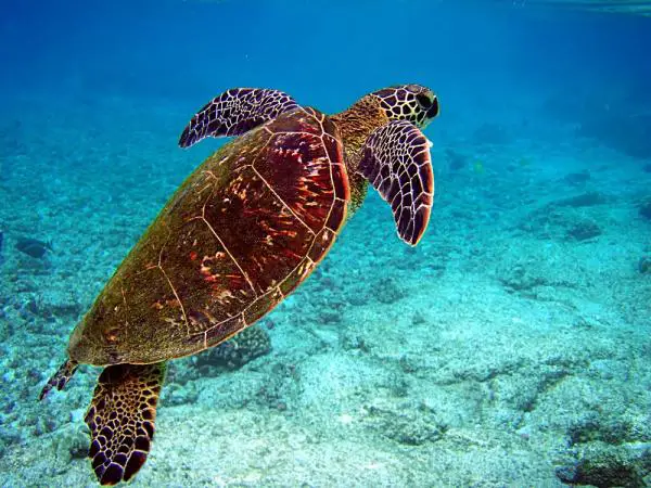Karibianmeren eläimistö - 8. Vihreä kilpikonna