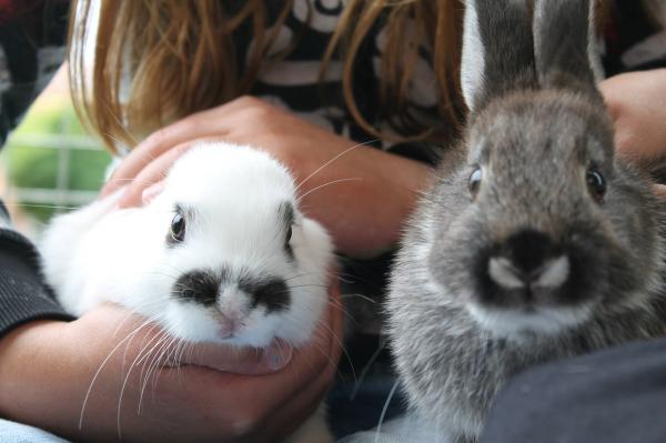 10 kanin ääntä - Kanien äänet ja niiden merkitys