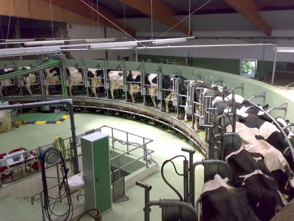 Miten lehmät valmistavat maitoa?  - Lypsylehmän lisääntymiskierto