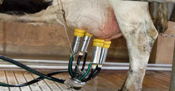 Miten lehmät valmistavat maitoa?  - Lypsylehmän terveysongelmia