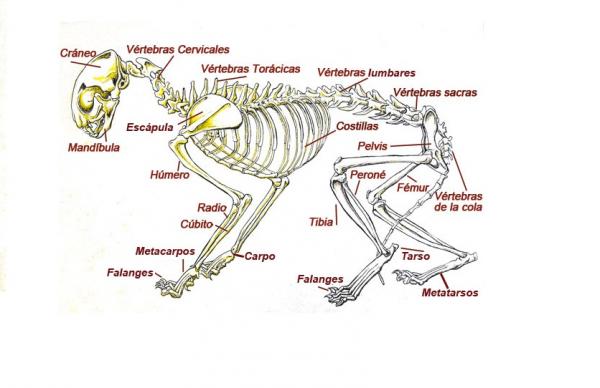 Kissan anatomia - Kissan luuranko